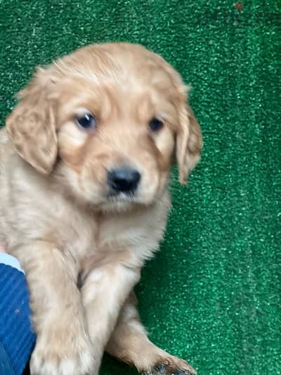 golden retriever puppy