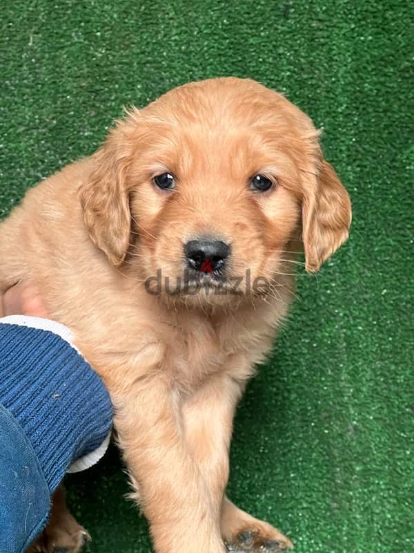 golden retriever puppy 1