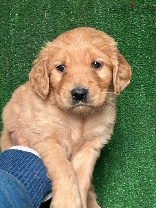 golden retriever puppy 2