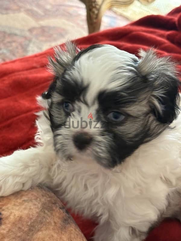 puppies for sale 7