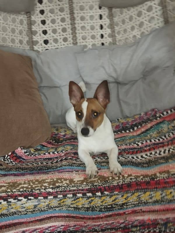 Jack Russell For marriage only 1