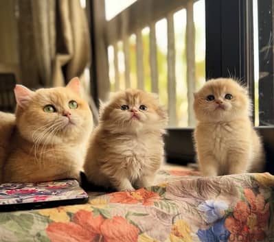 Gold scottish kittens