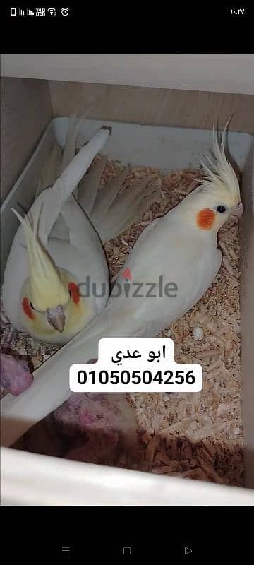 كوكتيل لاتيني بل الزغليل 4