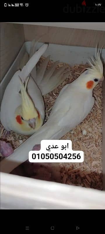 كوكتيل لاتيني بل الزغليل 5