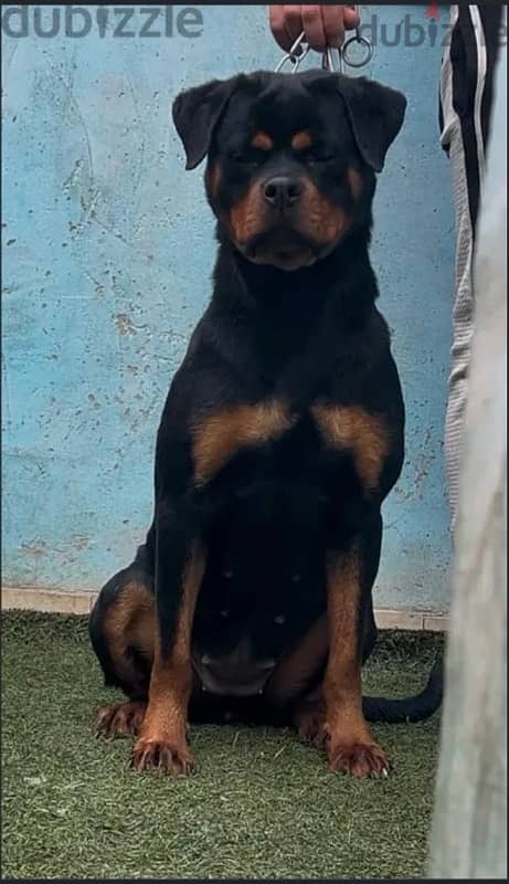 Rottweiler Female 0