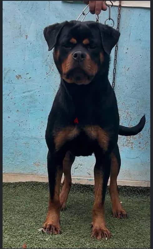 Rottweiler Female 1