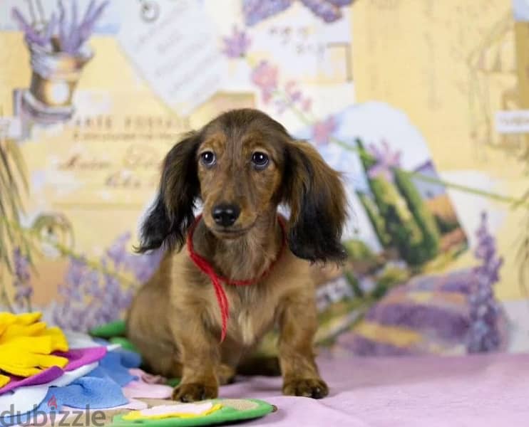 Dachshund rabbit longhaired male from Russia 0