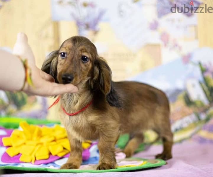 Dachshund rabbit longhaired male from Russia 1