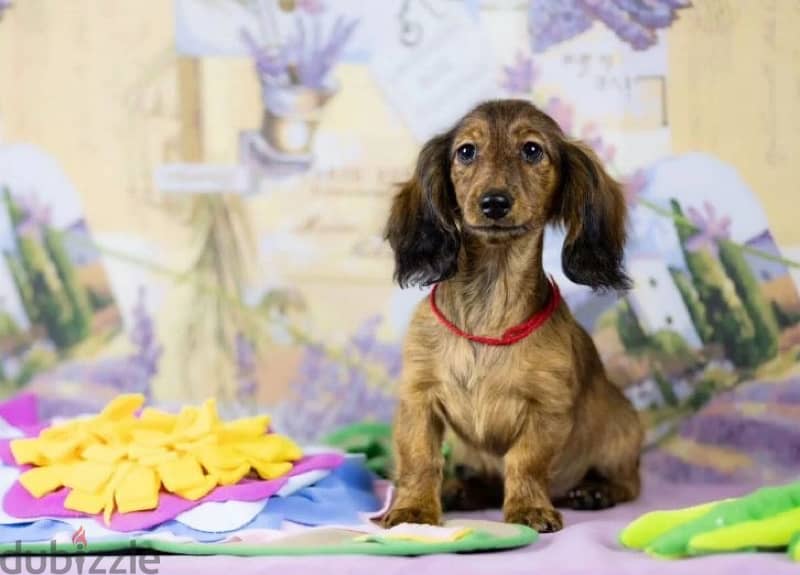 Dachshund rabbit longhaired male from Russia 2