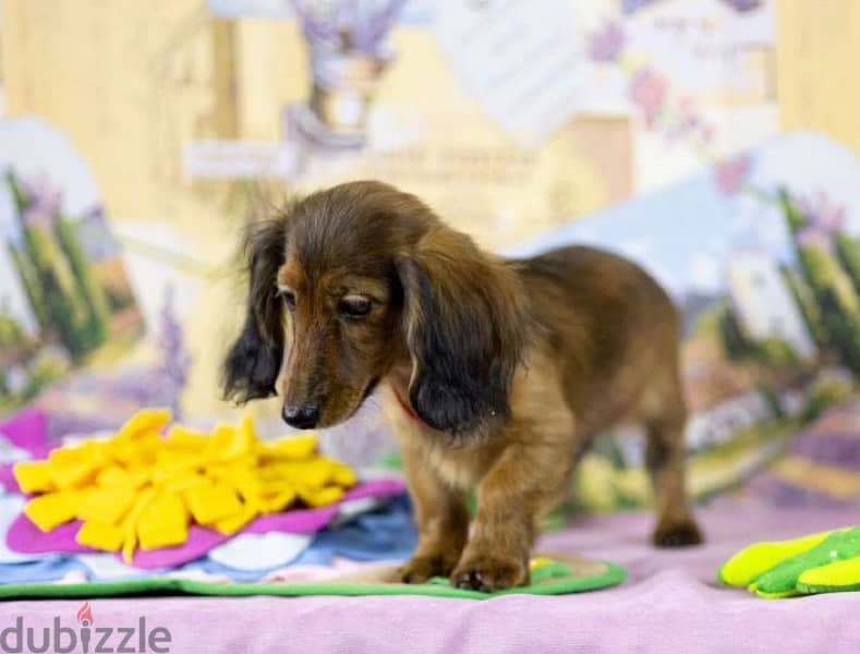 Dachshund rabbit longhaired male from Russia 3