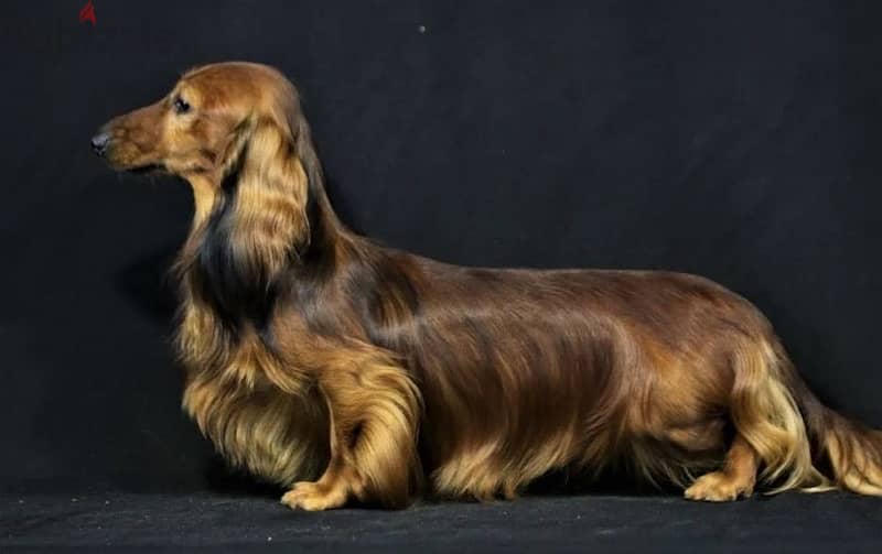 Dachshund rabbit longhaired male from Russia 4