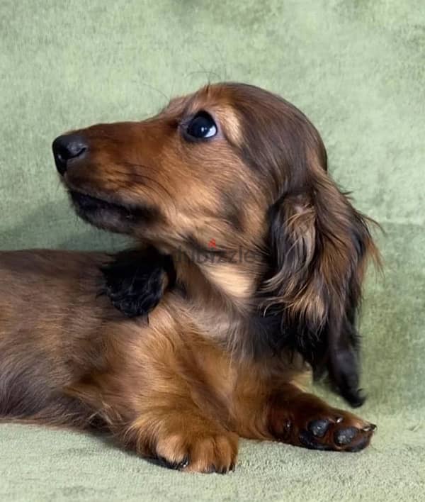 Dachshund rabbit longhaired male from Russia 5