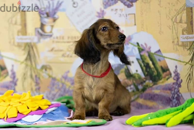 Dachshund rabbit longhaired male from Russia 6