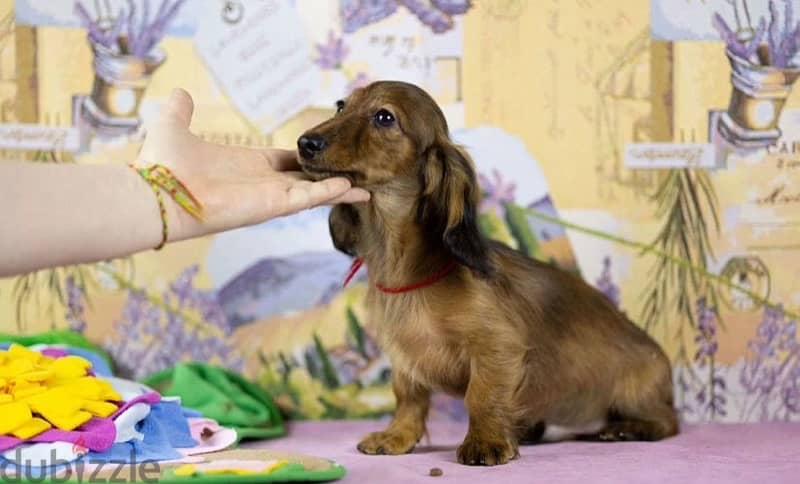 Dachshund rabbit longhaired male from Russia 7