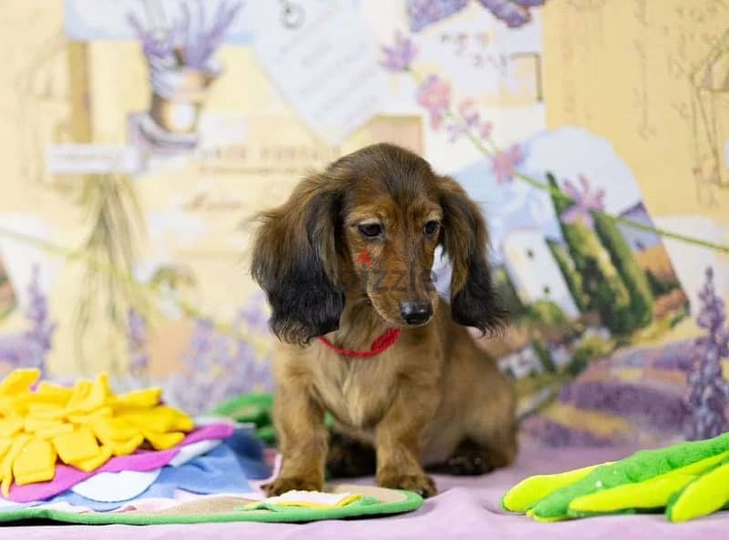 Dachshund rabbit longhaired male from Russia 8