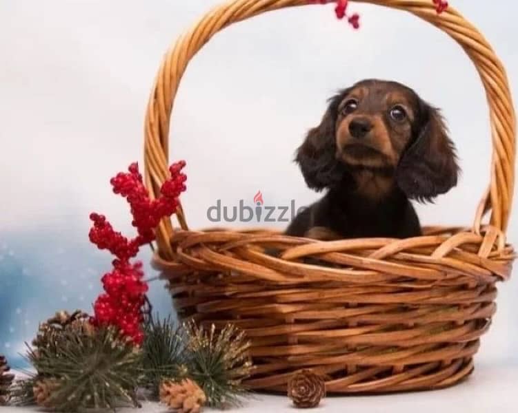 longhaired Rabbit dachshund female from Russia 1