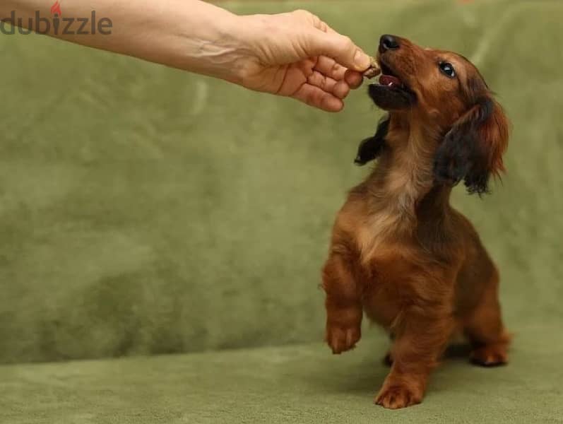 longhaired Rabbit dachshund female from Russia 3