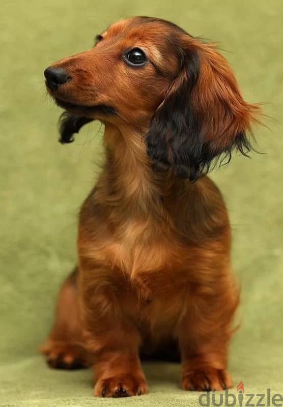 longhaired Rabbit dachshund female from Russia 4