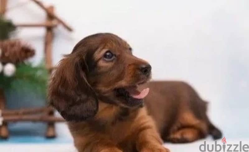 longhaired Rabbit dachshund female from Russia 5