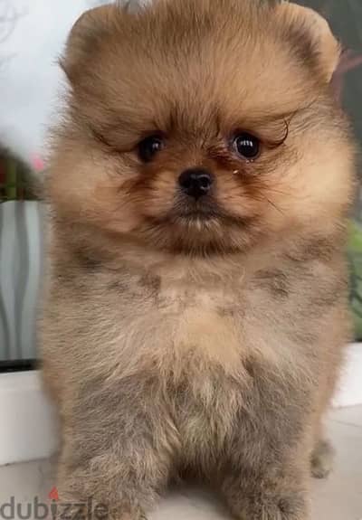 Mini Pomeranian female from Russia