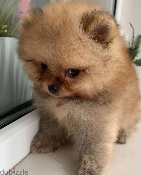 Mini Pomeranian female from Russia 1