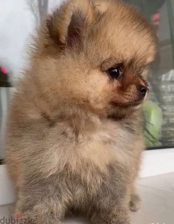 Mini Pomeranian female from Russia 2