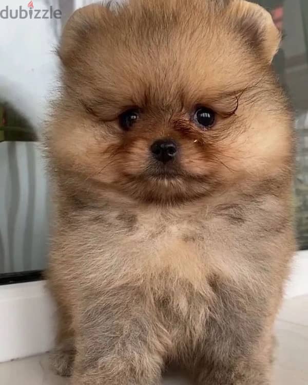 Mini Pomeranian female from Russia 3