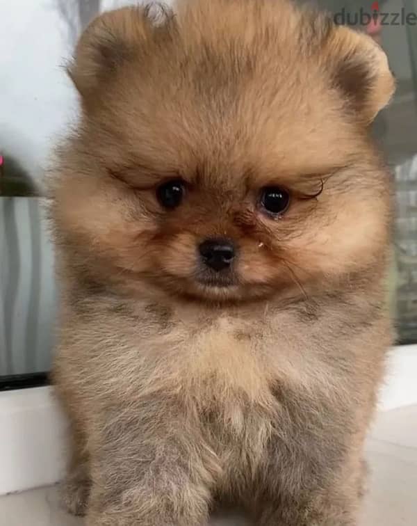 Mini Pomeranian female from Russia 4