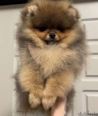 Mini Pomeranian miniature female from Russia