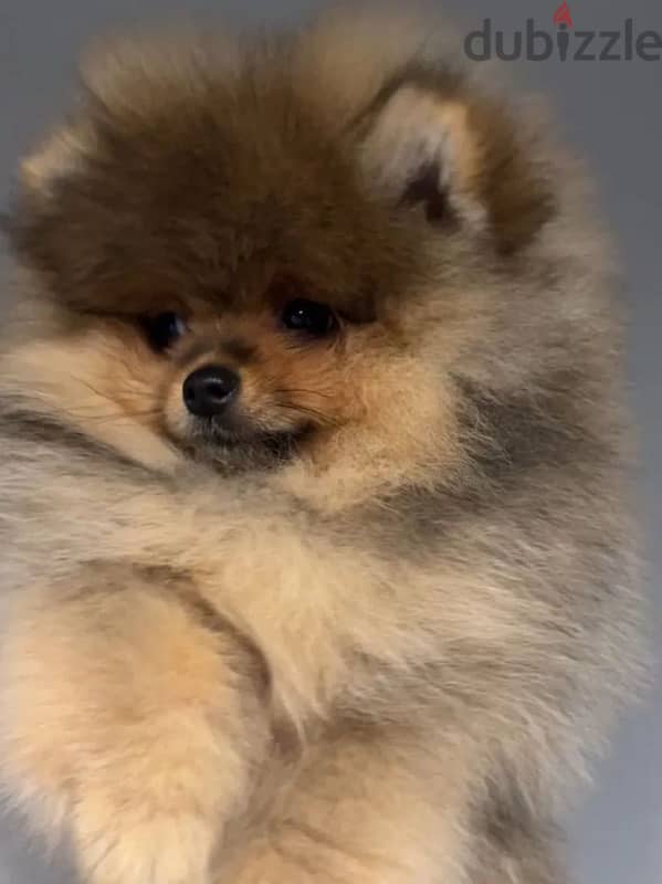 Mini Pomeranian miniature female from Russia 1