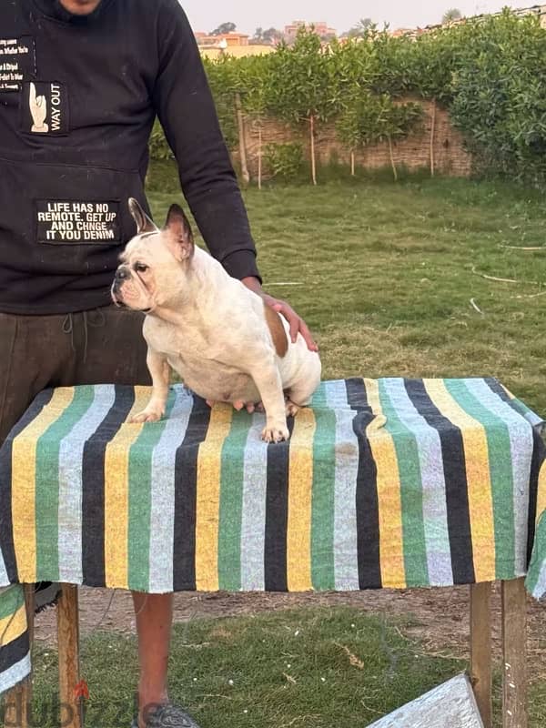 female french bulldog 2