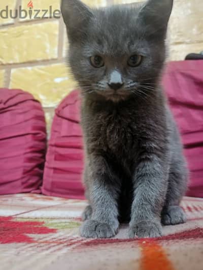 قطة *Russian Blue*. شهرين بنت