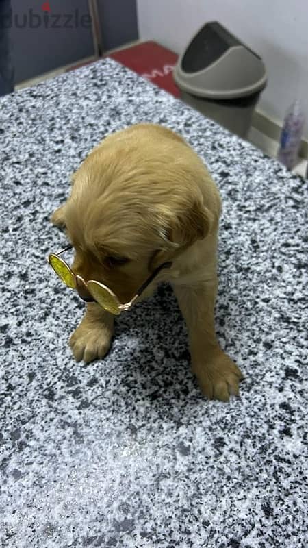 golden puppy 1