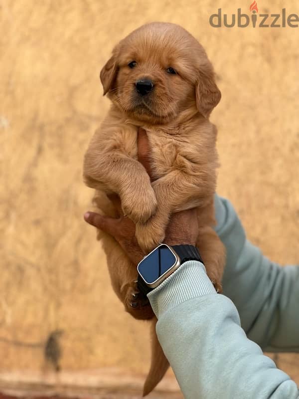 Golden Retrivar 1