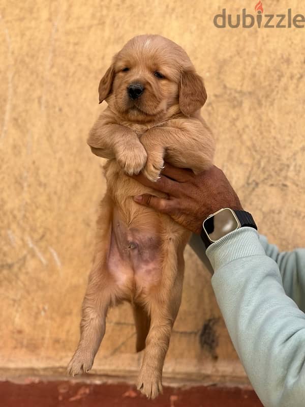 Golden Retrivar 2