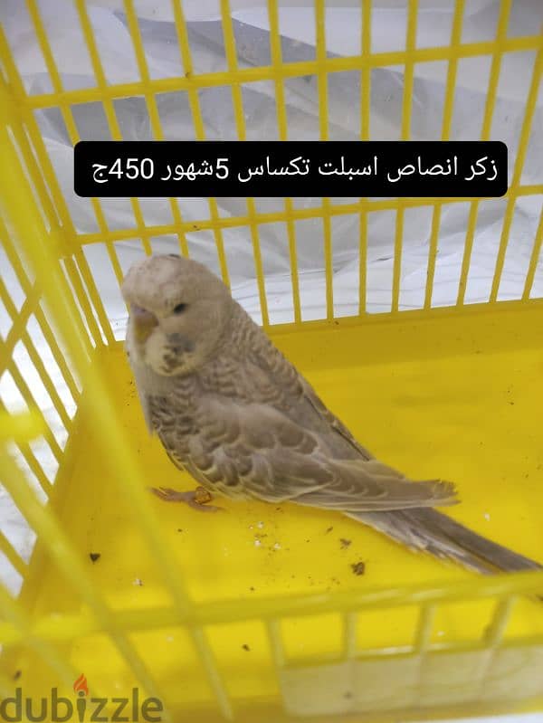 عصافير للبيع والسعر علي الصوره 3