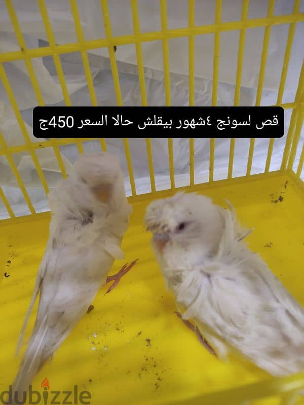 عصافير للبيع والسعر علي الصوره 7