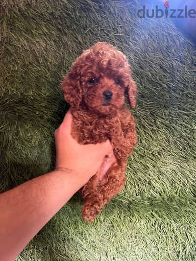 The most beautiful poodle puppies are available