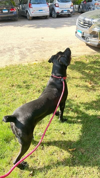 cane corso