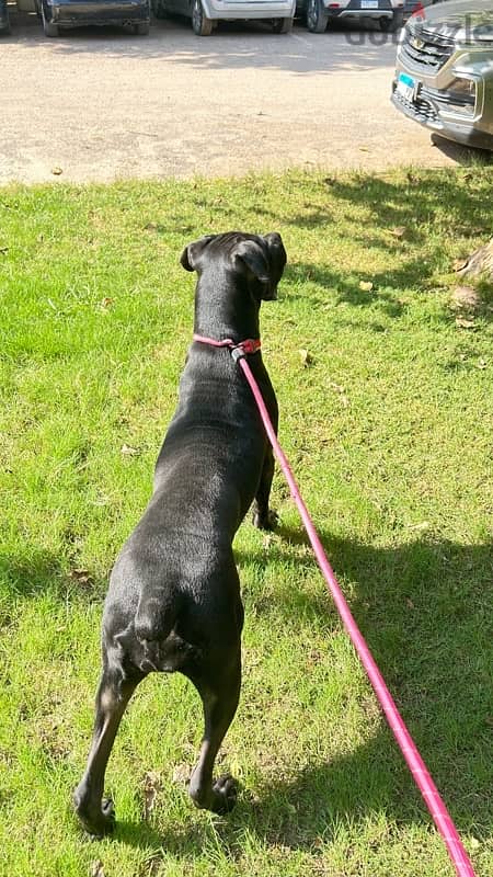 cane corso 1