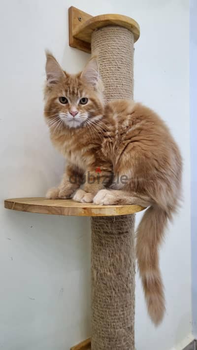 Males Maine coon