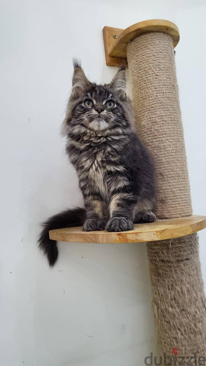 Males Maine coon 1