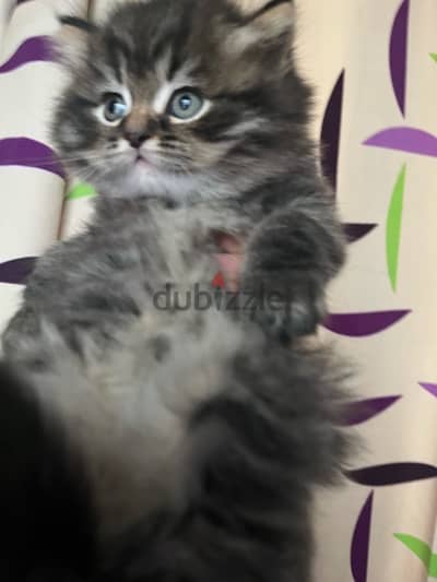 3 male Persian cats for sale 45 days