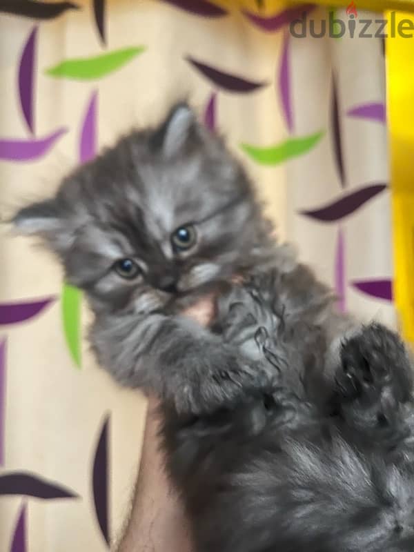 3 male Persian cats for sale 45 days 1