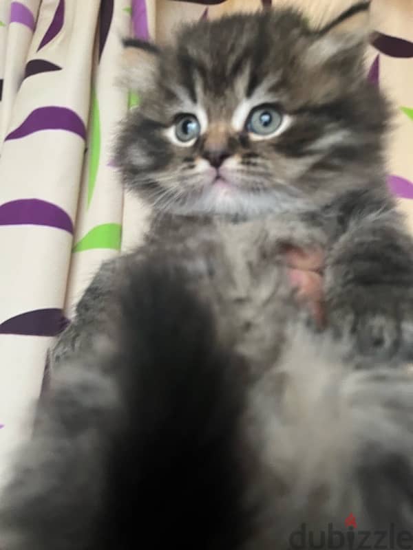 3 male Persian cats for sale 45 days 2