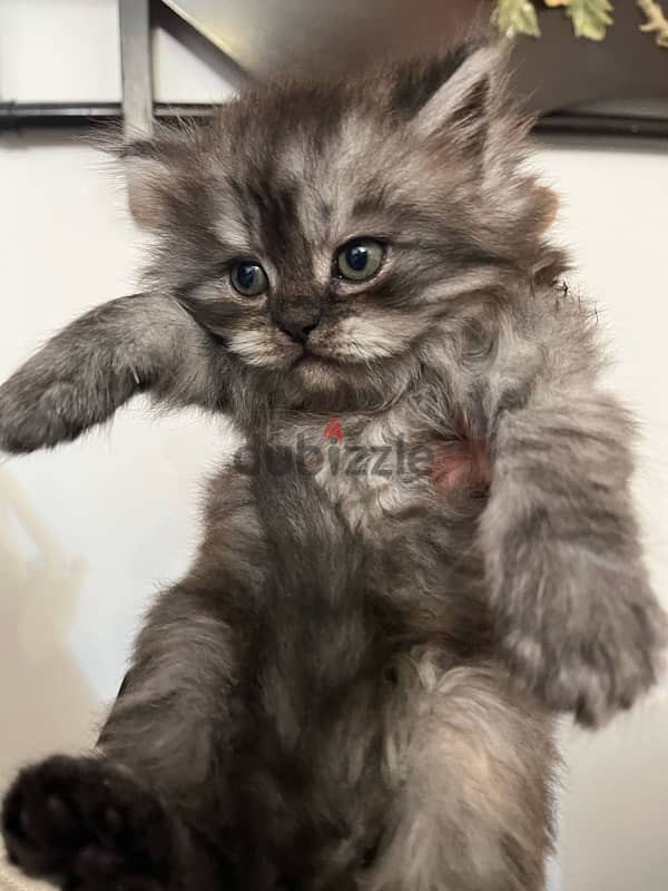 3 male Persian cats for sale 45 days 3