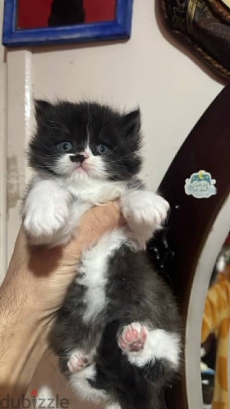 3 male Persian cats for sale 45 days 4