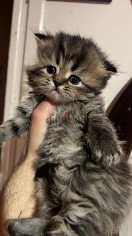 3 male Persian cats for sale 45 days 5