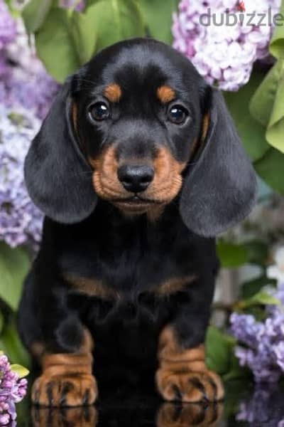 dachshund puppies  - جراوى داتش هاوند