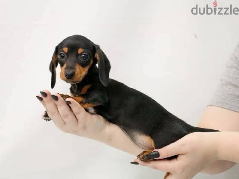 dachshund 1